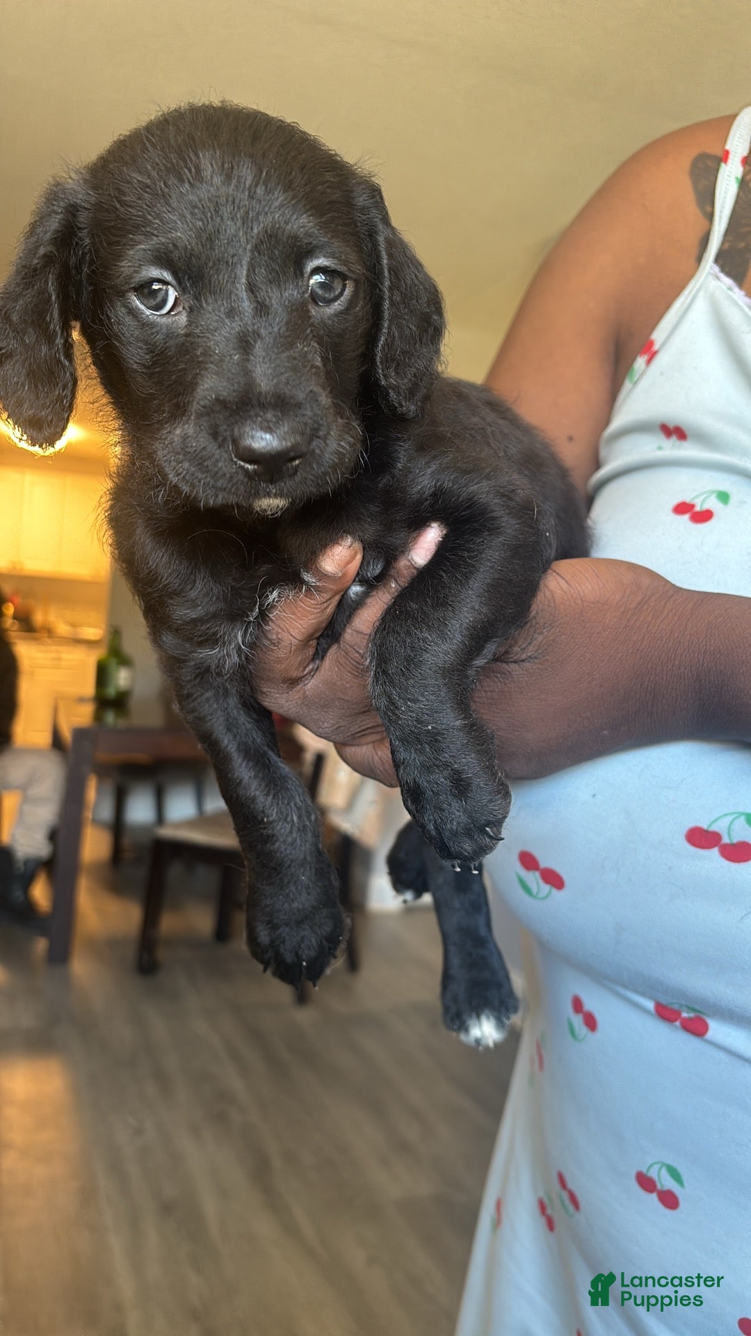 Yorkiepoo dogs for sale: Yorkiepoo 1 - Ad 39