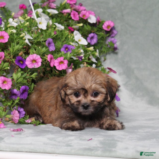 Teddy Bear dogs BJs Ever - Ad 1