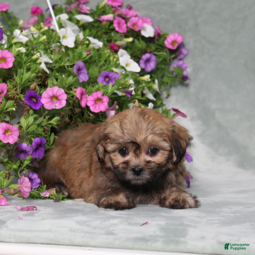 Teddy Bear dogs for sale: BJs Ever - Ad 1