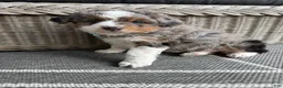 Mini Aussiedoodle dogs for sale: Clark - Ad 9