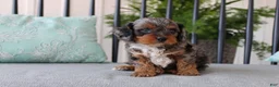 Cavapoo dogs for sale: Teddy - Ad 5