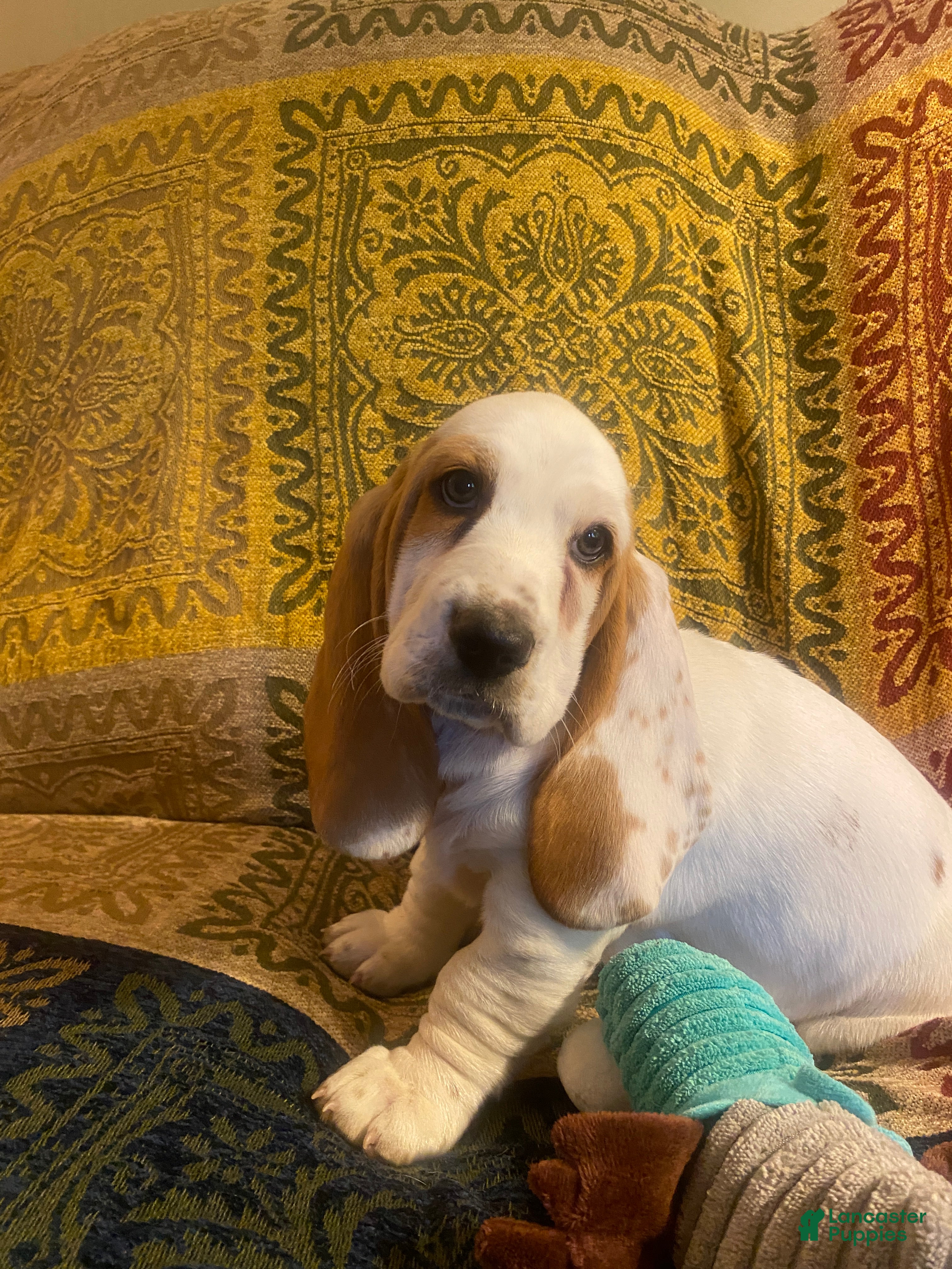 Basset Hound dogs for sale: Swannie - Ad 1