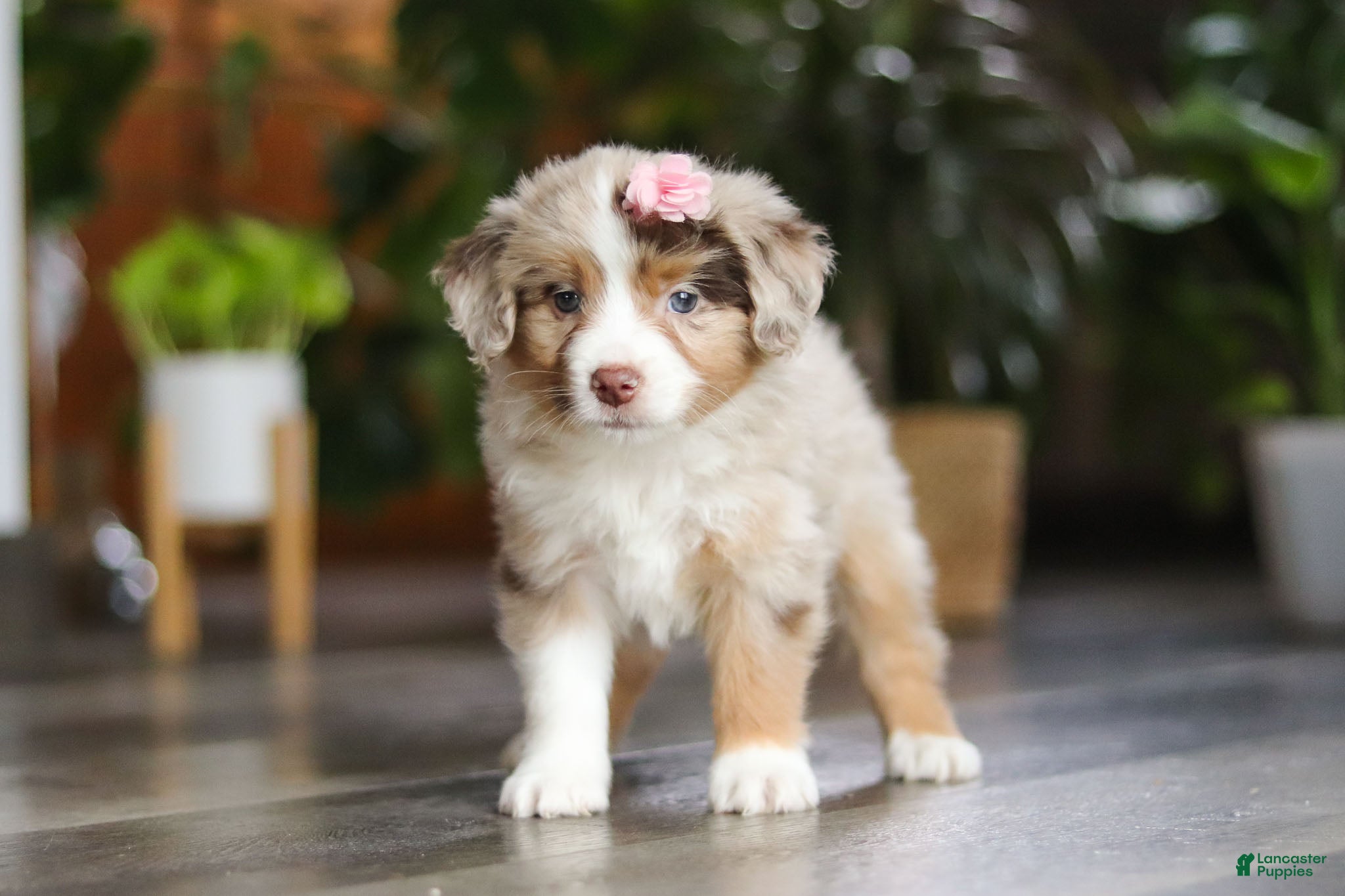 Miniature Australian Shepherd dogs Carmella - Ad 22