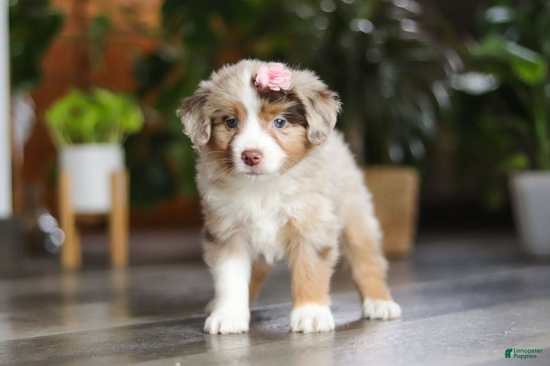 Miniature Australian Shepherd dogs for sale: Carmella - Ad 1