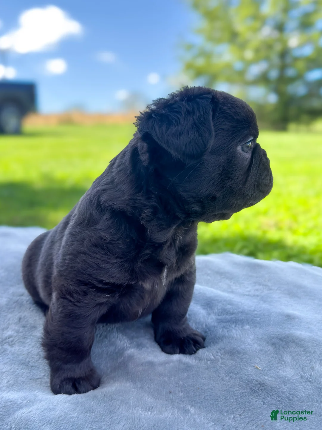 French Bulldog dogs for sale: Peeta - Ad 2