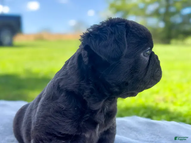 French Bulldog dogs for sale: Peeta - Ad 2