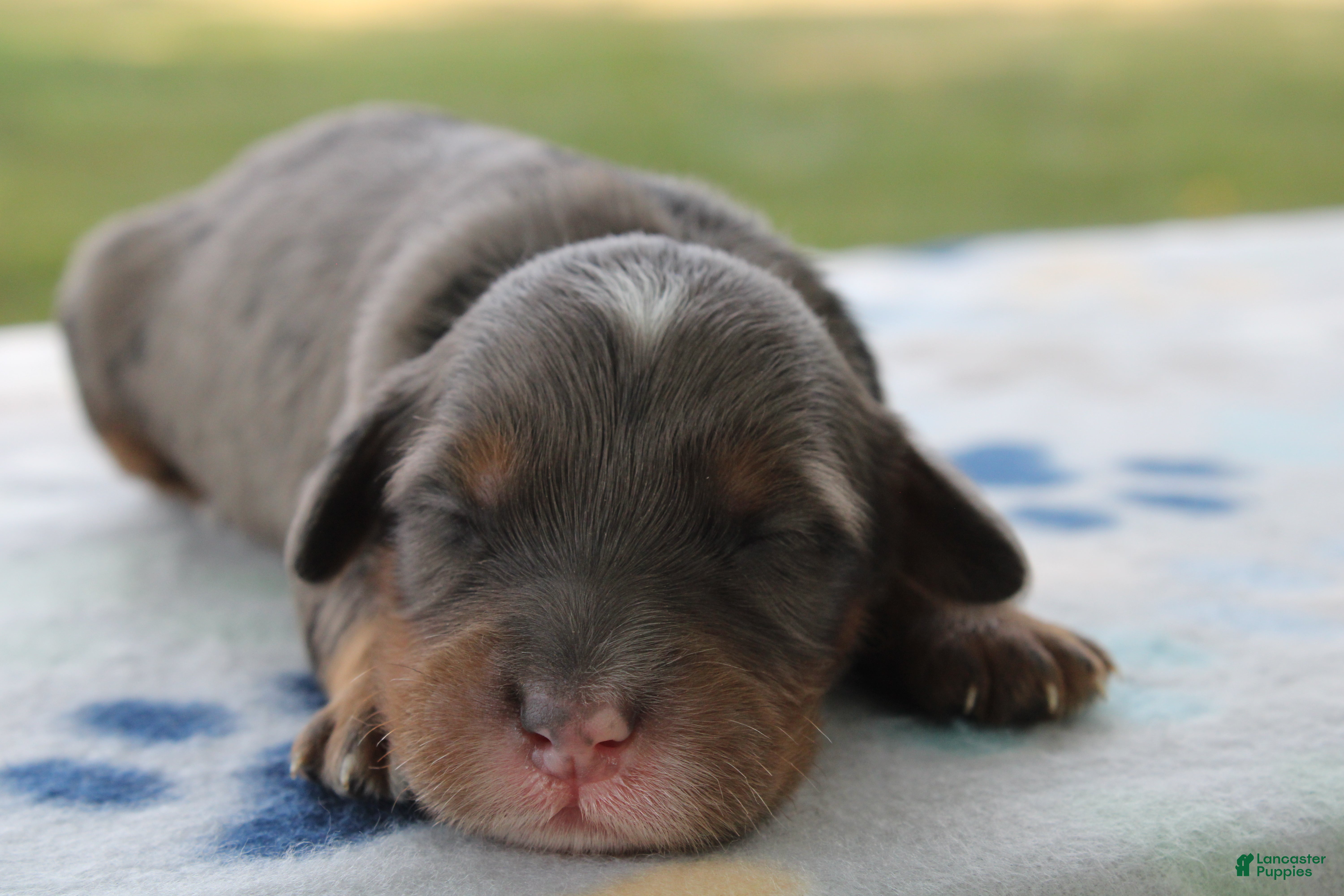 Mini Goldendoodle dogs Vesper - Ad 2