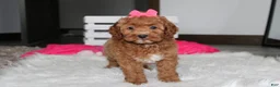Cockapoo dogs for sale: Phoebe  - Ad 13