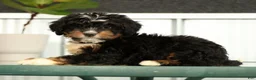 Mini Bernedoodle dogs for sale: Luna - Ad 4