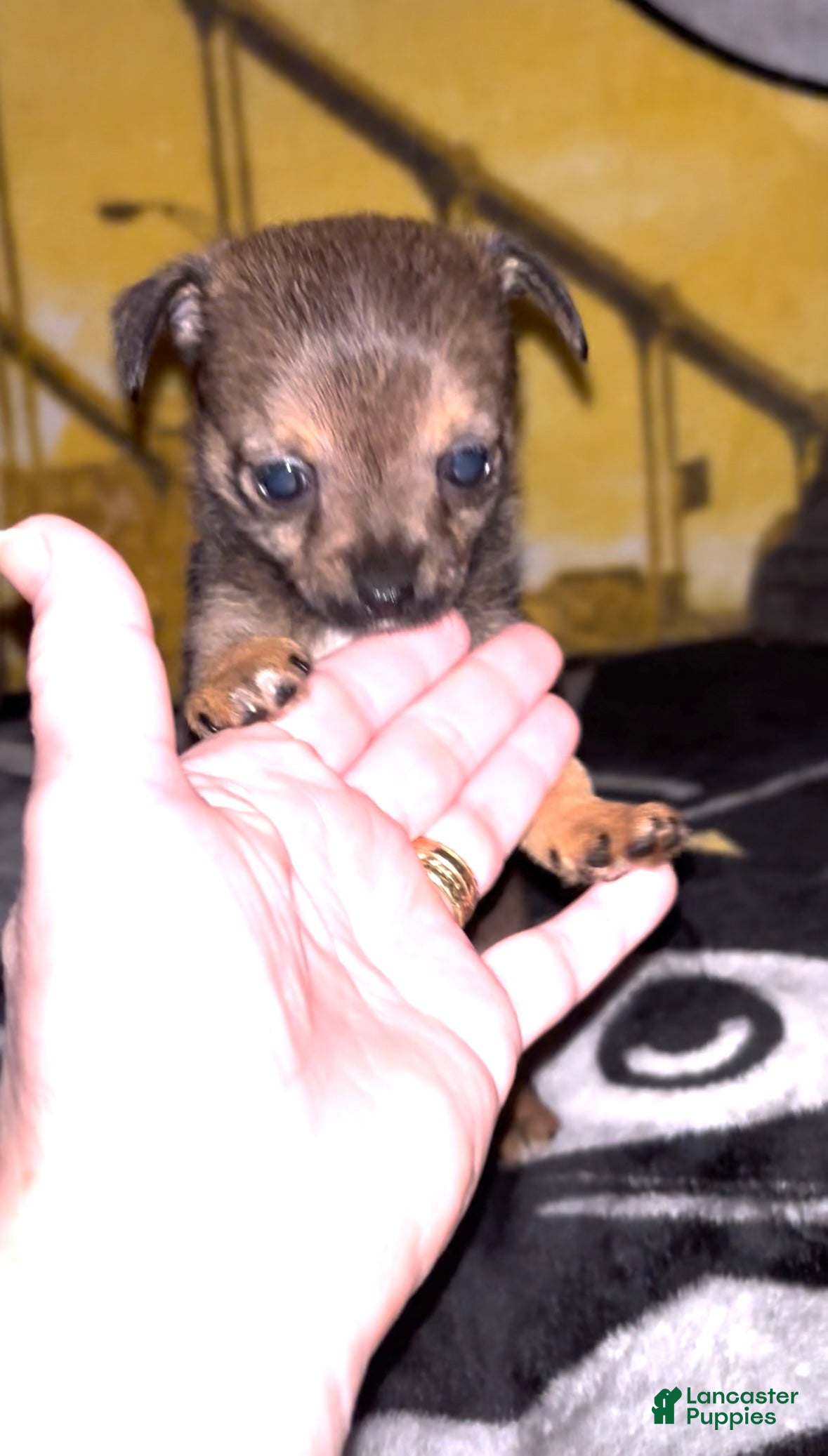 Chihuahua dogs Chihuahua Puppy 2 - Ad 2