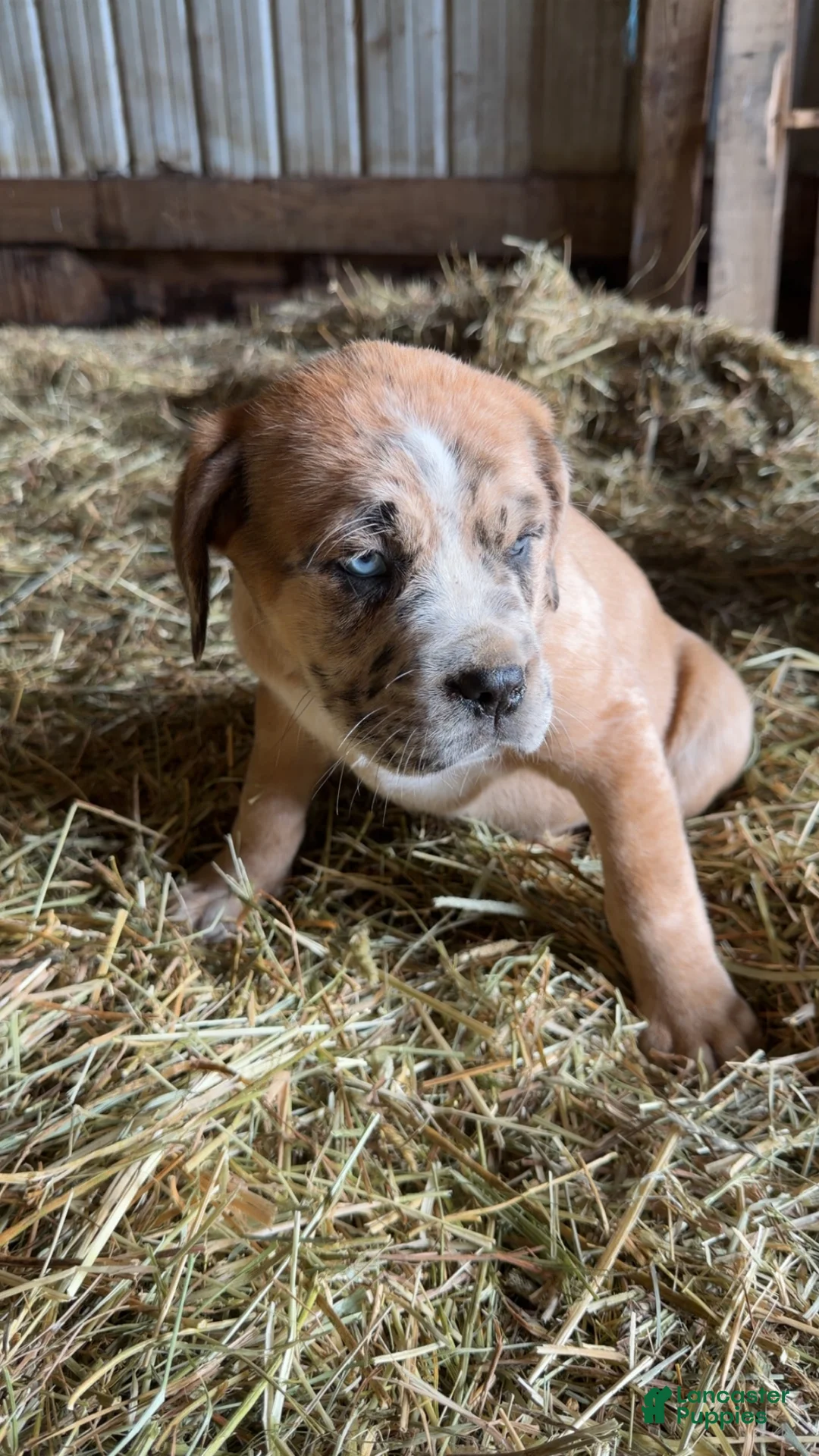 English Mastiff dogs for sale: English Mastiff Puppy 4 - Ad 3