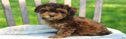 Havapoo dogs for sale: Tiny - Ad 2