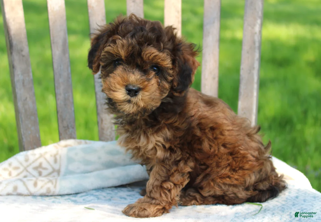 Havapoo dogs for sale: Tiny - Ad 2