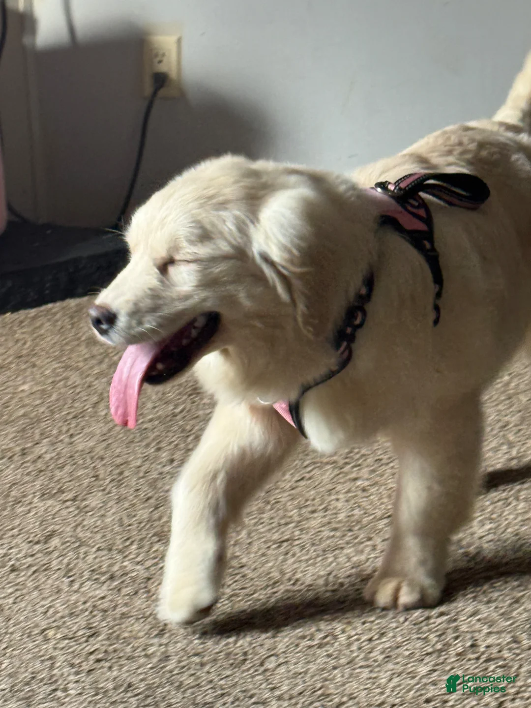 Golden Retriever dogs for sale: Golden Retriever Puppy 1 - Ad 2