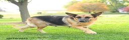 Mixed Breed dogs for sale: Ralph  - Ad 6