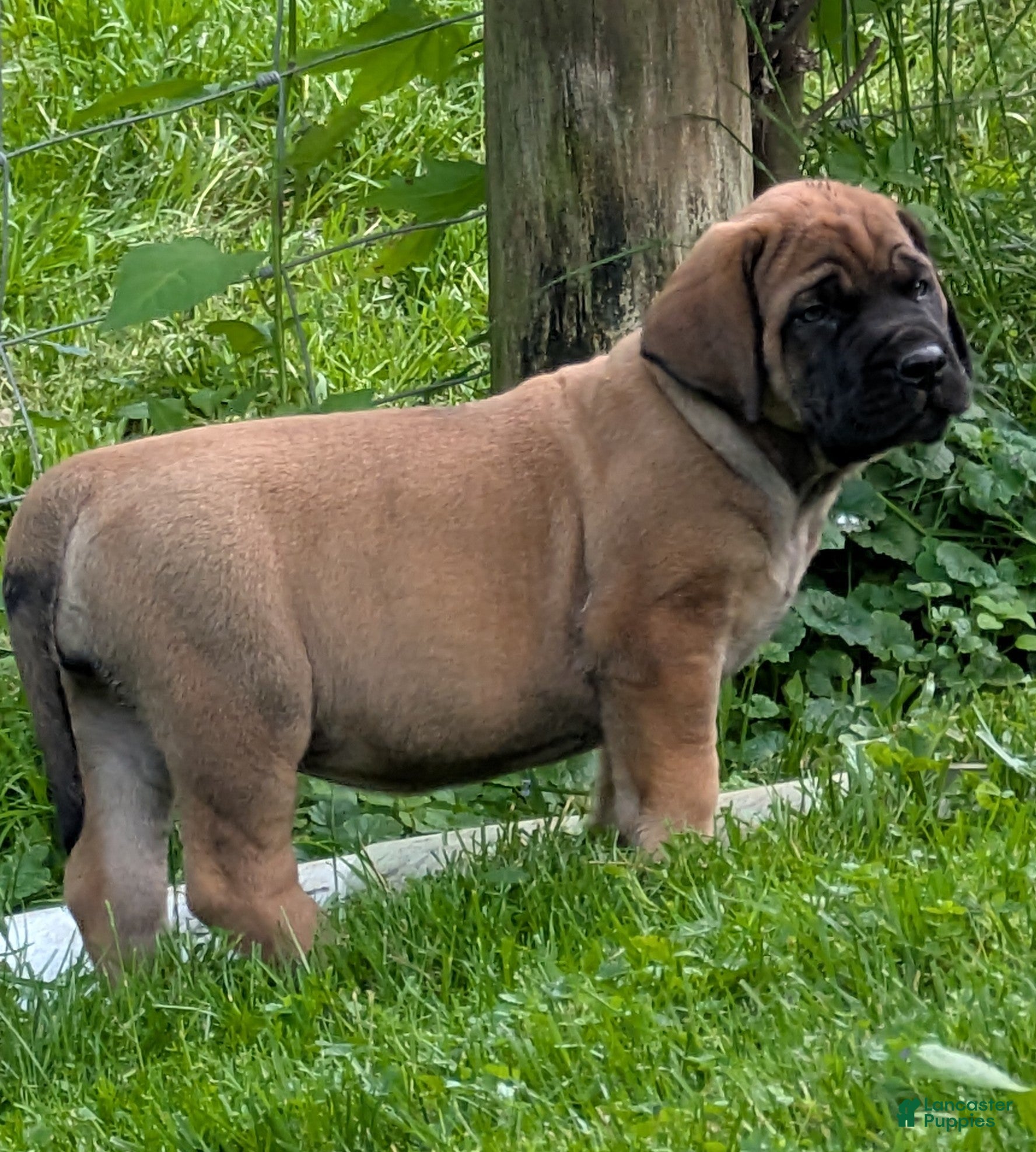 English Mastiff dogs English Mastiff Puppy 2 - Ad 1