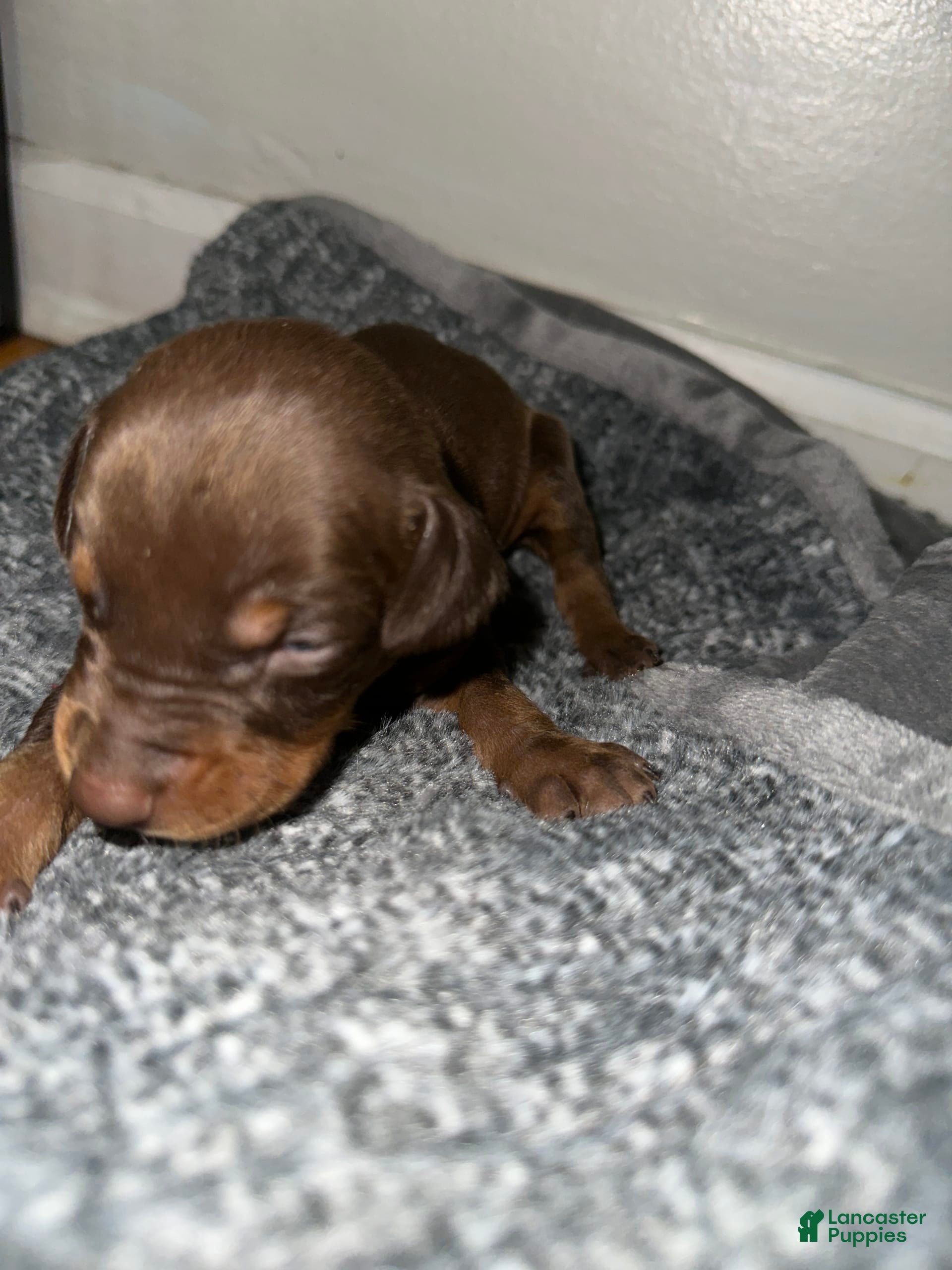 Doberman Pinscher dogs Charlie - Ad 23