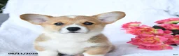 Welsh Corgi Pembroke dogs for sale: Kisses - Ad 4