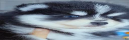 Pomsky dogs for sale: Ryder - Ad 4