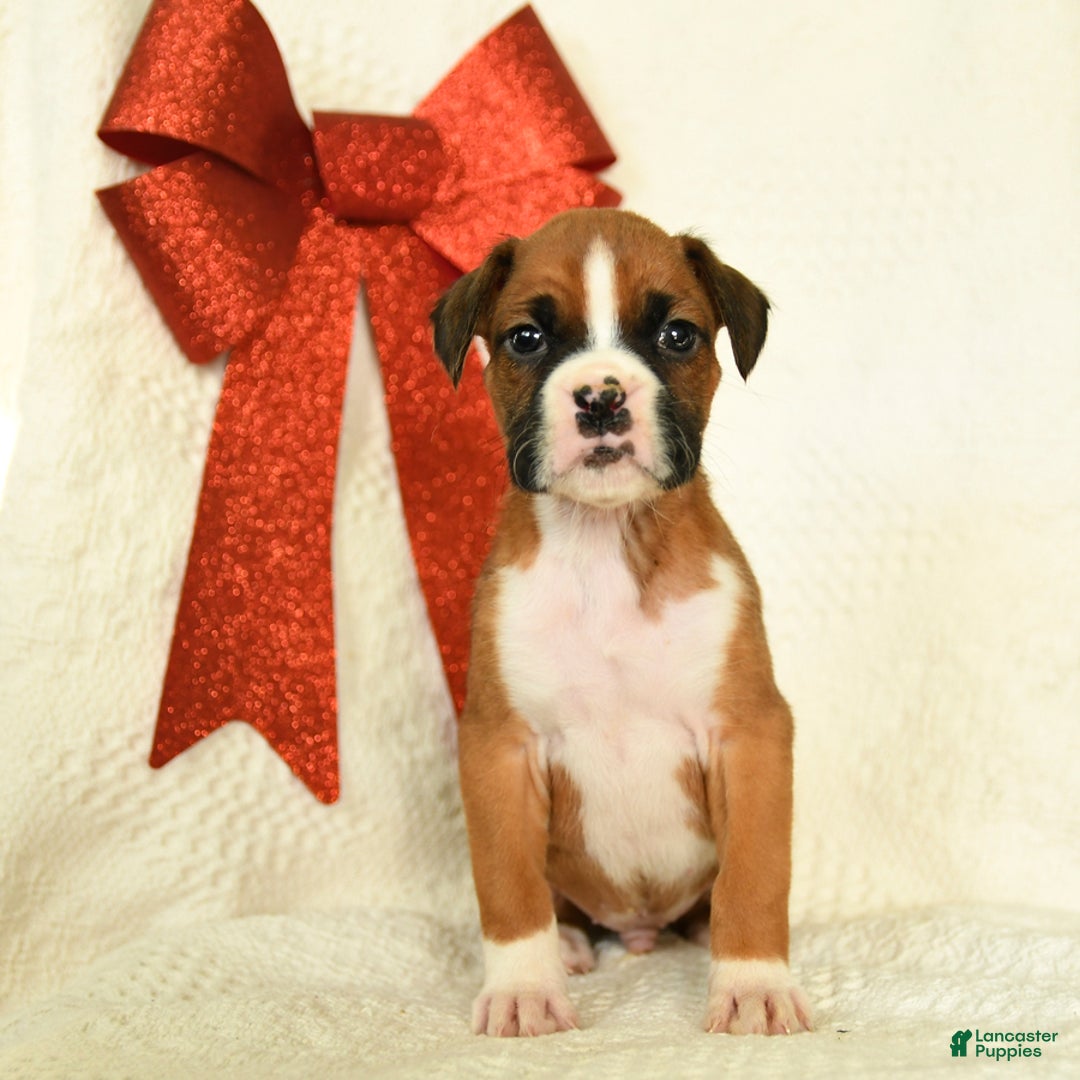 Boxer dogs for sale: Snowcap - Ad 4