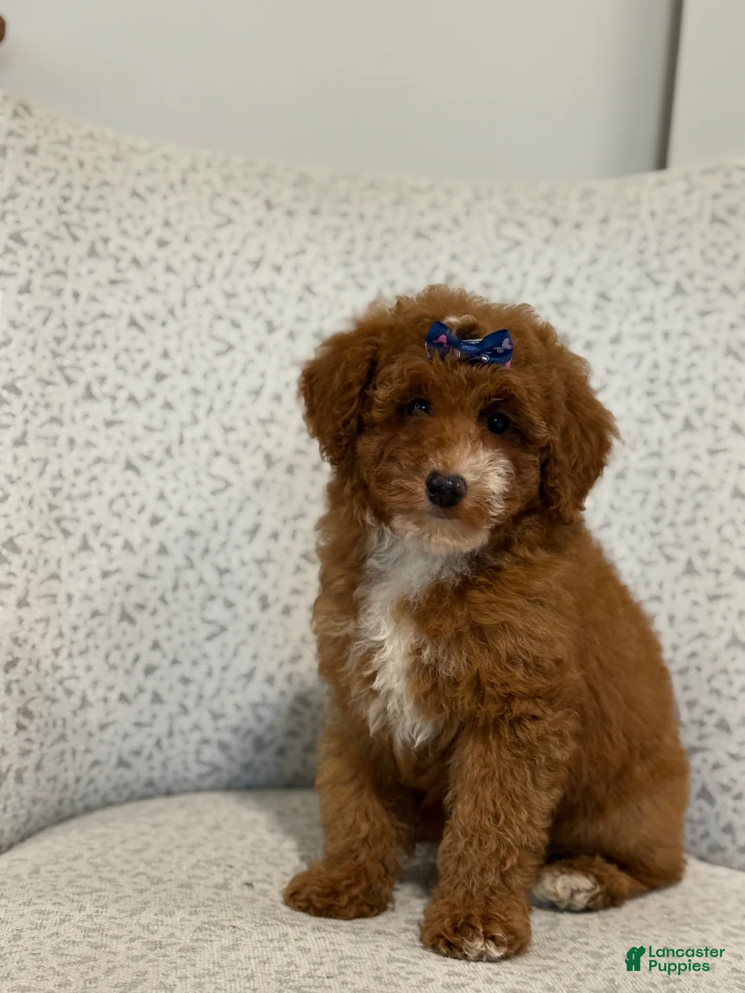 Miniature Poodle dogs for sale: Jazzy - Ad 5