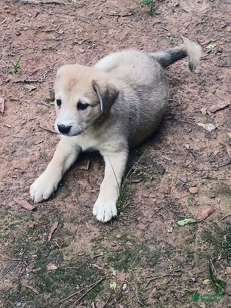 Mixed Breed dogs MISTER - Ad 36