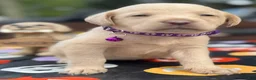 Labrador Retriever dogs for sale: Labrador Retriever 1 - Ad 15