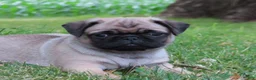 Pug dogs for sale: Grace - Ad 1