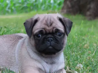 Pug dogs Grace - Ad 16