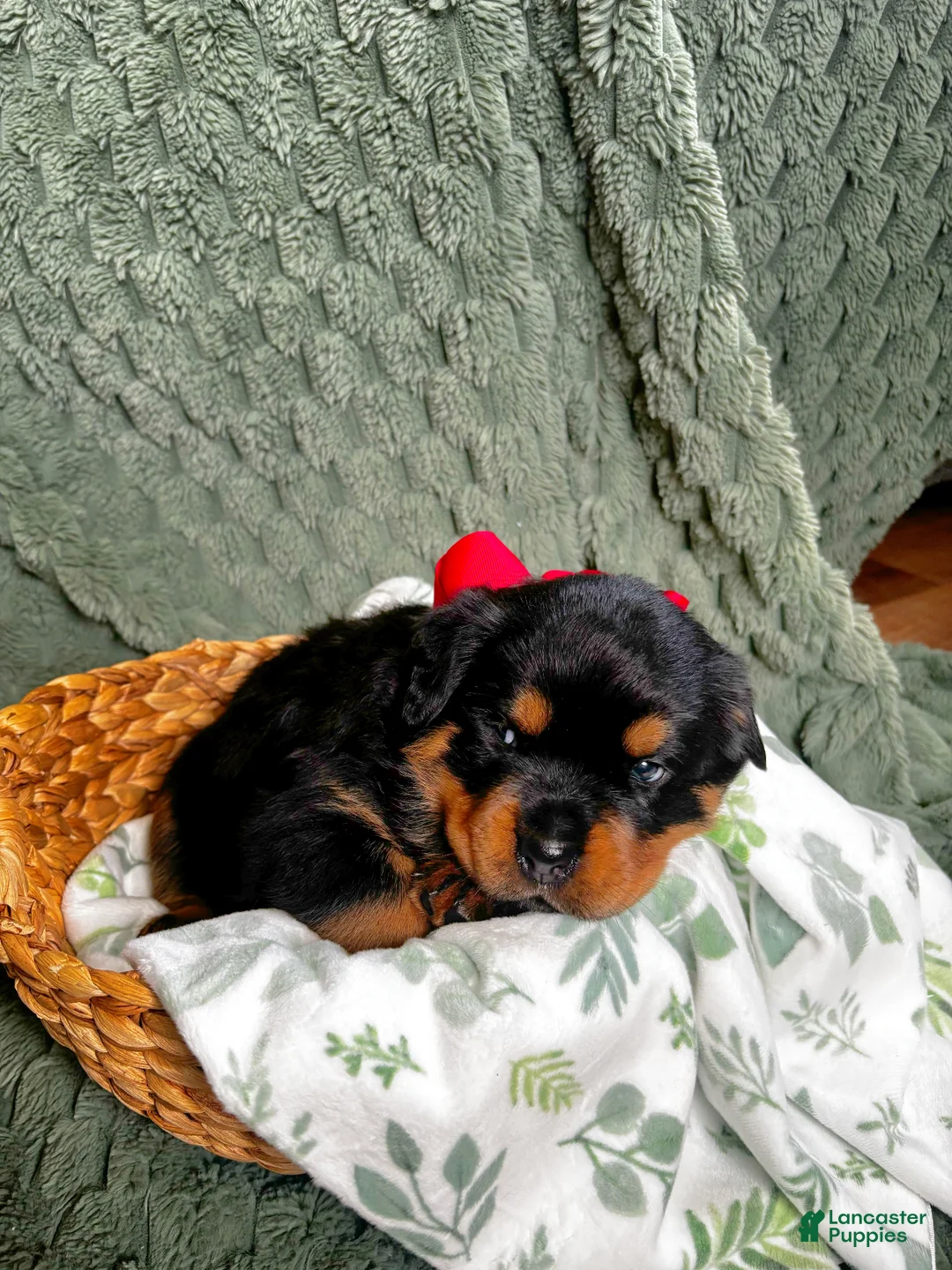 Rottweiler dogs for sale: Rottweiler Puppy 6 - Ad 3