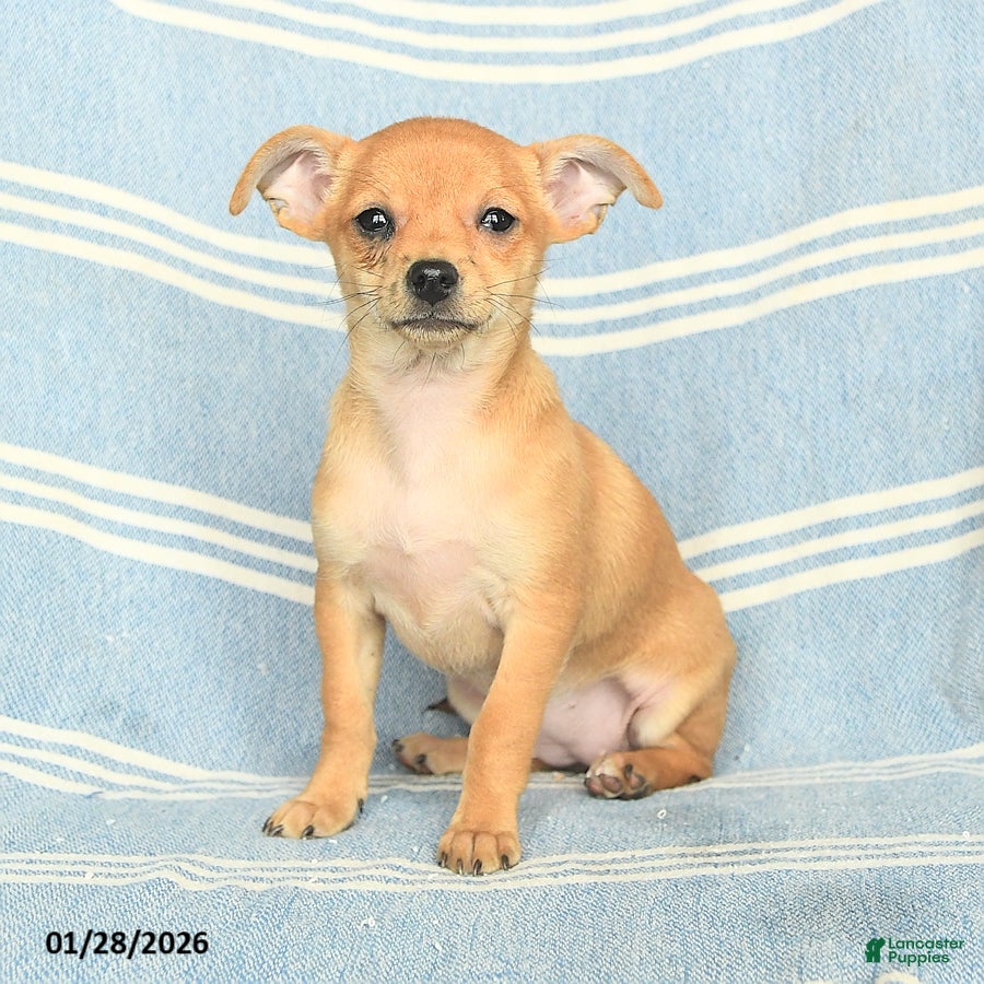 Mixed Breed dogs Pixie - Ad 38