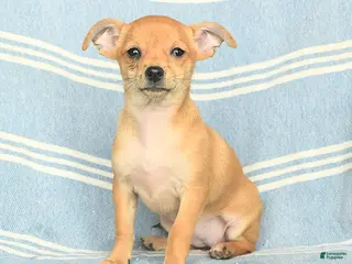 Mixed Breed dogs Pixie - Ad 38