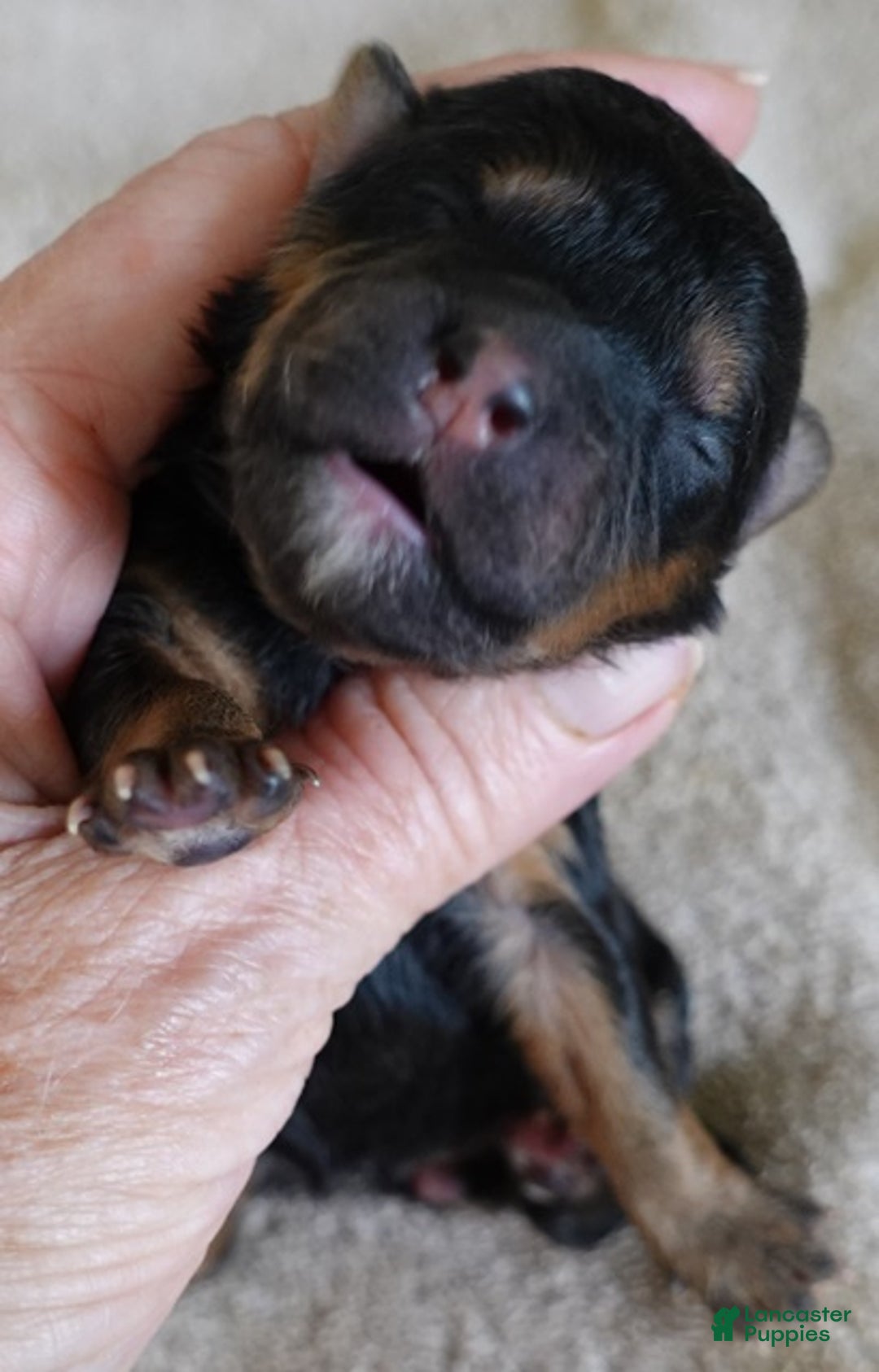 Maltipoo dogs for sale: Zircon - Ad 8