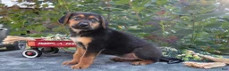 German Shepherd dogs for sale: Justin - Ad 2