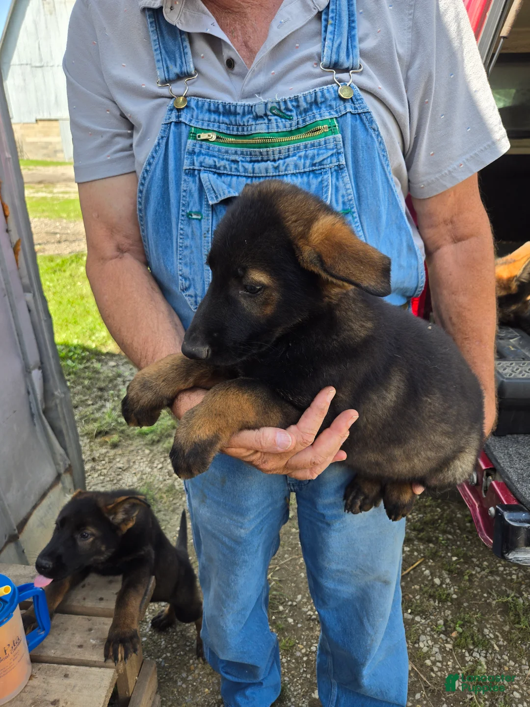 German Shepherd dogs for sale: German Shepherd 2 - Ad 2