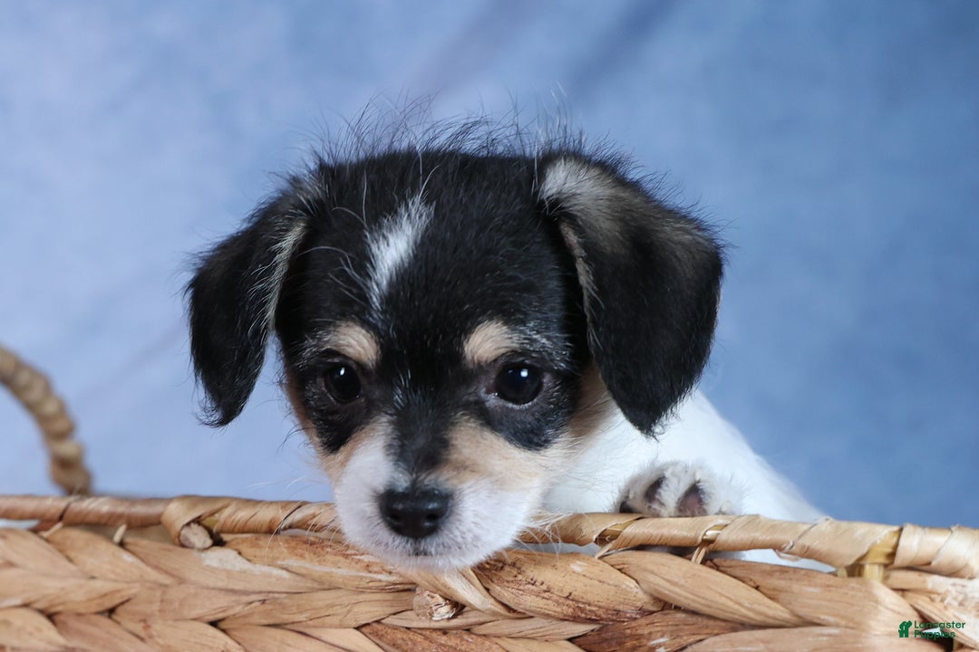 Chipoo dogs for sale: Kenzie - Ad 1