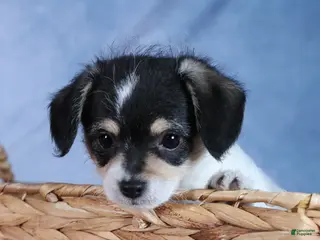 Chipoo dogs Kenzie - Ad 2