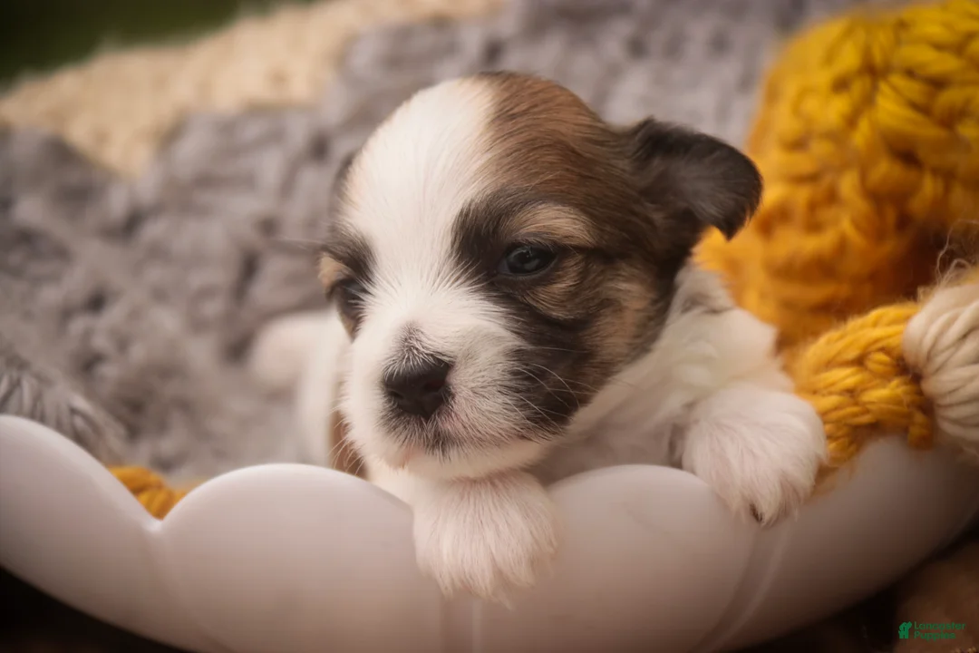 Havanese dogs for sale: Penelope Havanese  - Ad 5