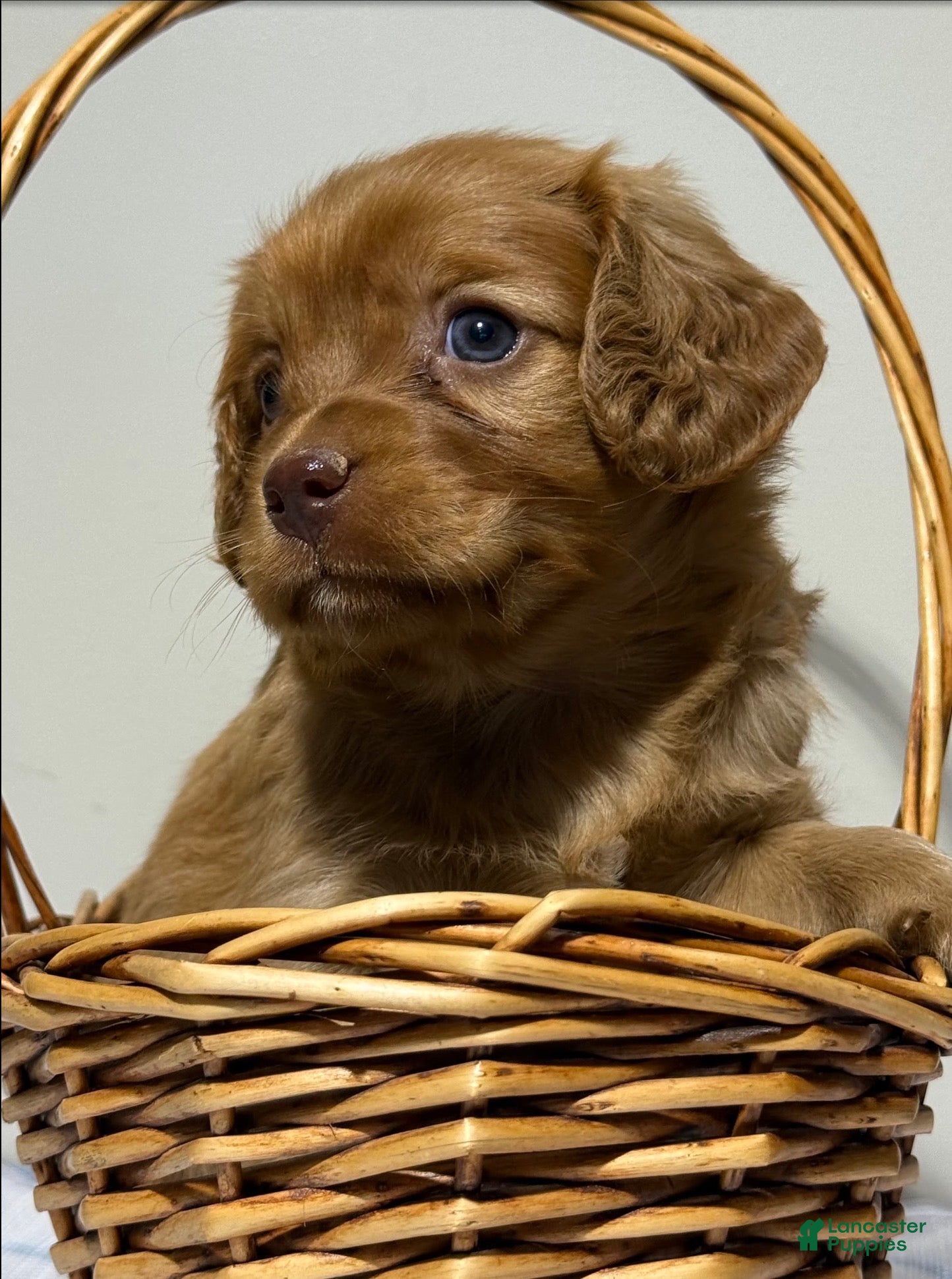 Cavapoo (Cavapoo, Male) in Carson City, MI