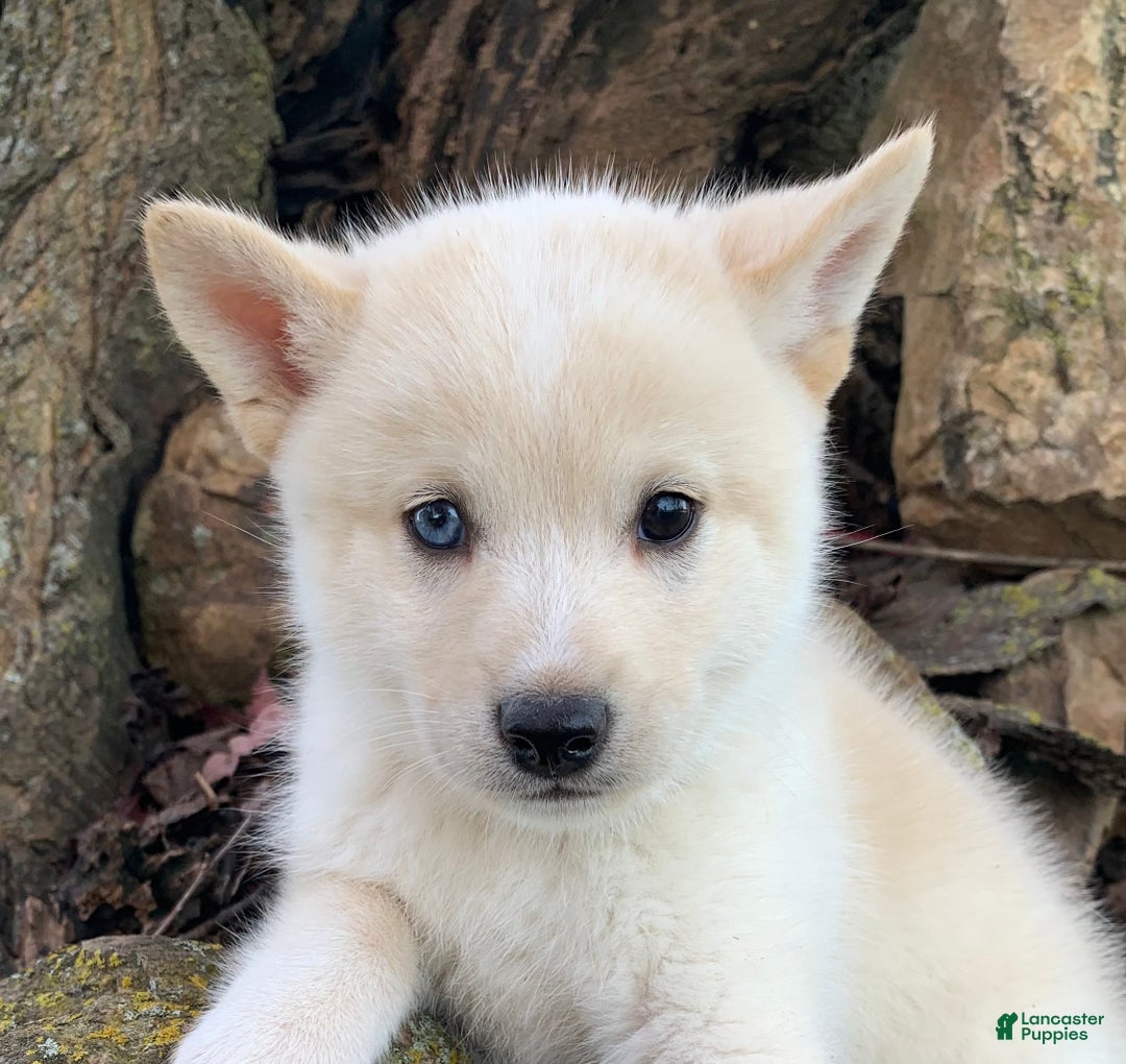 Alaskan Klee Kai dogs for sale: Tiny Mighty Thor - Ad 2