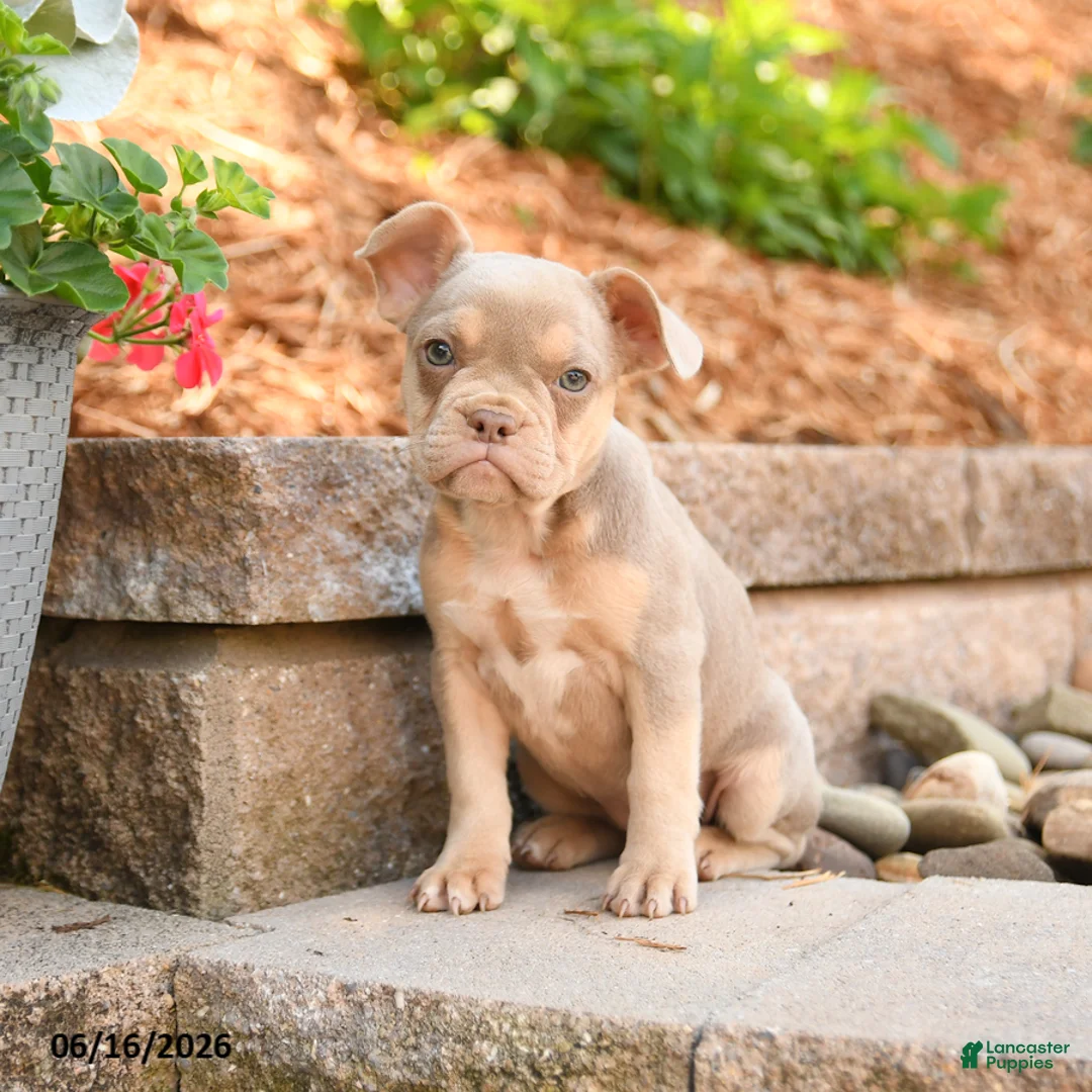 Frenchton dogs for sale: Zara - Ad 1