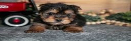 Yorkshire Terrier dogs for sale: Peter - Ad 3