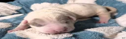 American Bully dogs for sale: "BEAD PITT" - Ad 1