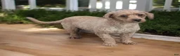 Shihpoo dogs for sale: Lincoln - Ad 6