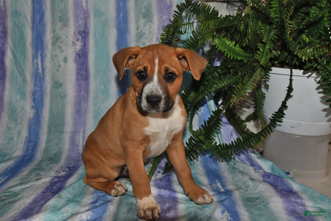 Gallery Image {{count}}