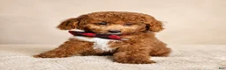 Mini Goldendoodle dogs for sale: Graham – Petite Mini F1BB Goldendoodle – Head StartGoldendoodle • Potty & Crate Trained - Ad 10