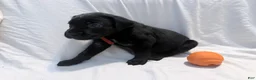 Cane Corso dogs for sale: Cain AKC red collar - Ad 22