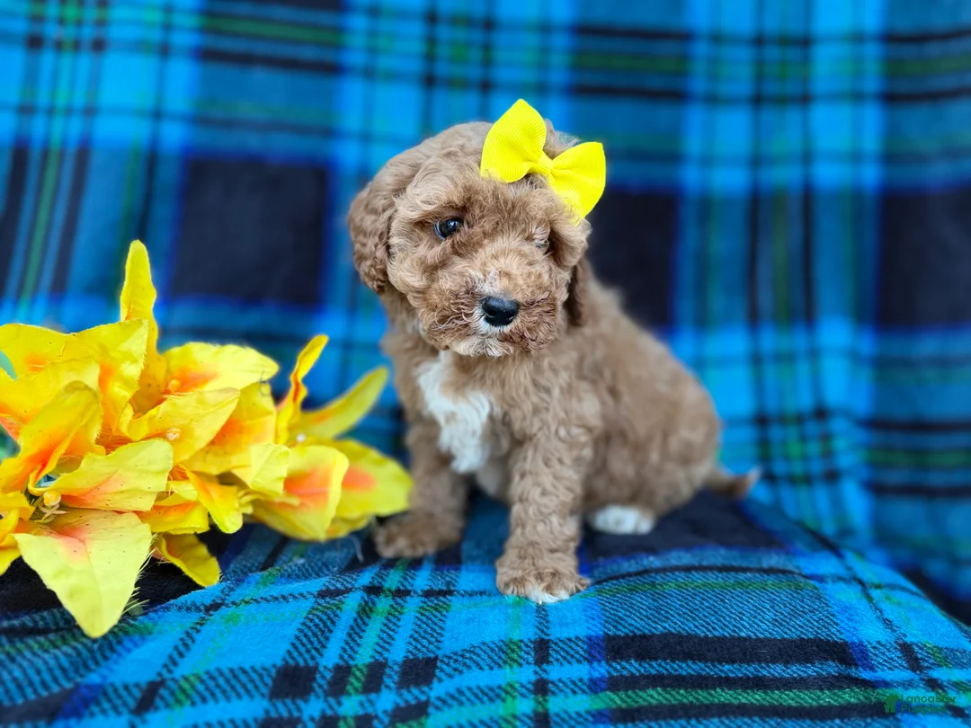 Cavapoo dogs for sale: Millie - Ad 8