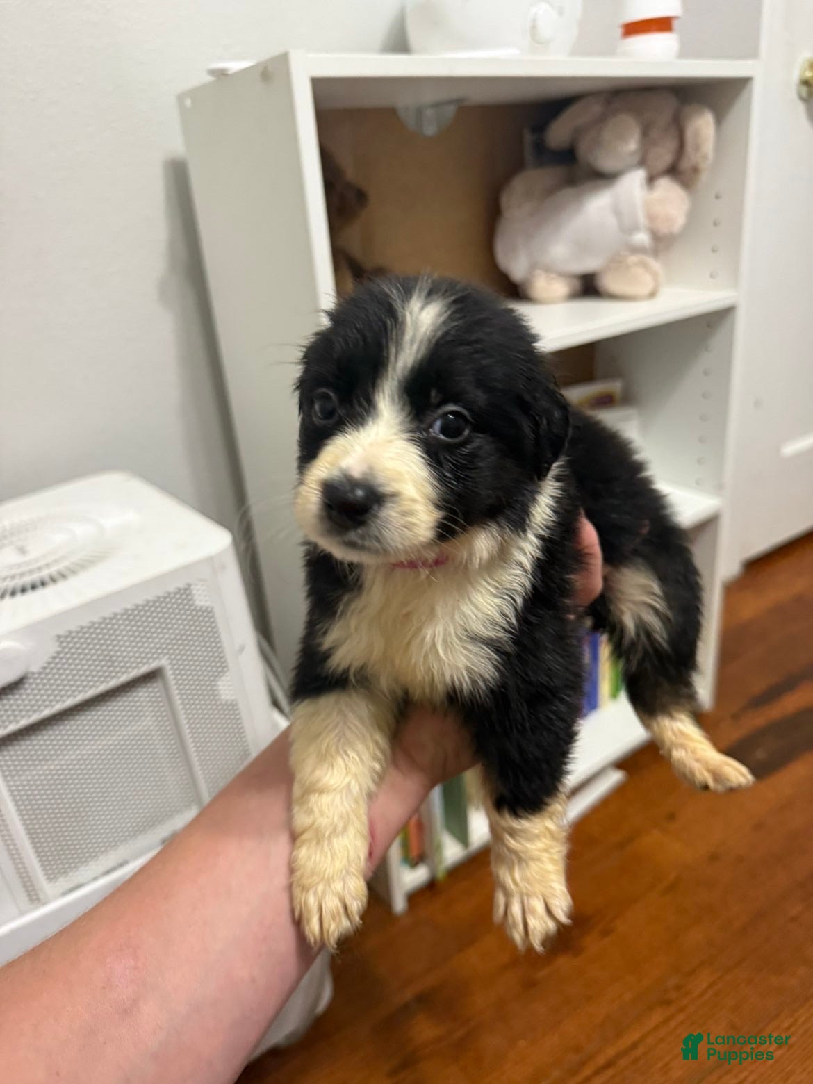Australian Shepherd dogs for sale: Australian Shepherd 5 - Ad 41