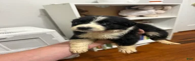 Australian Shepherd 5